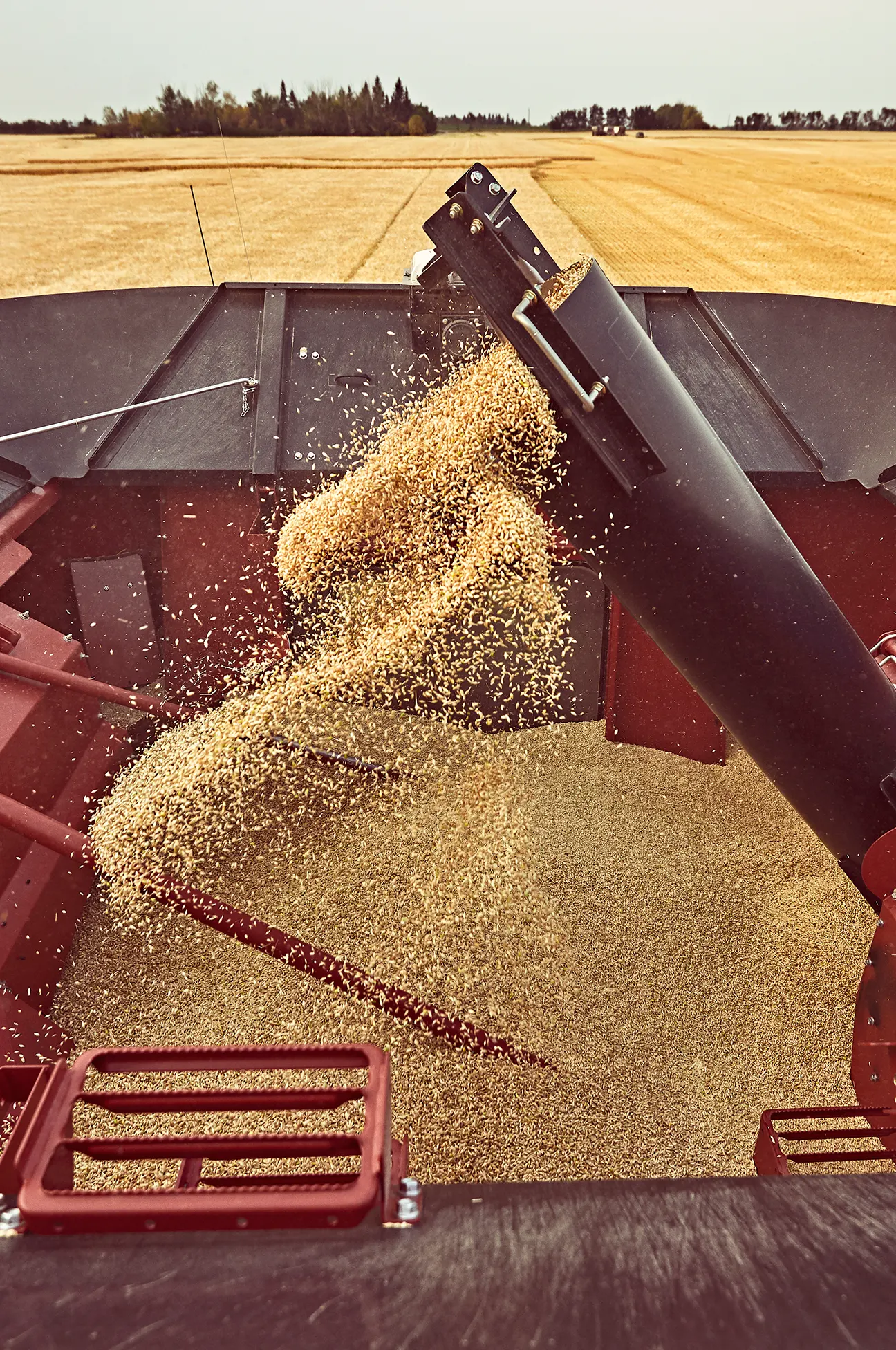 Photo of malt being harvested