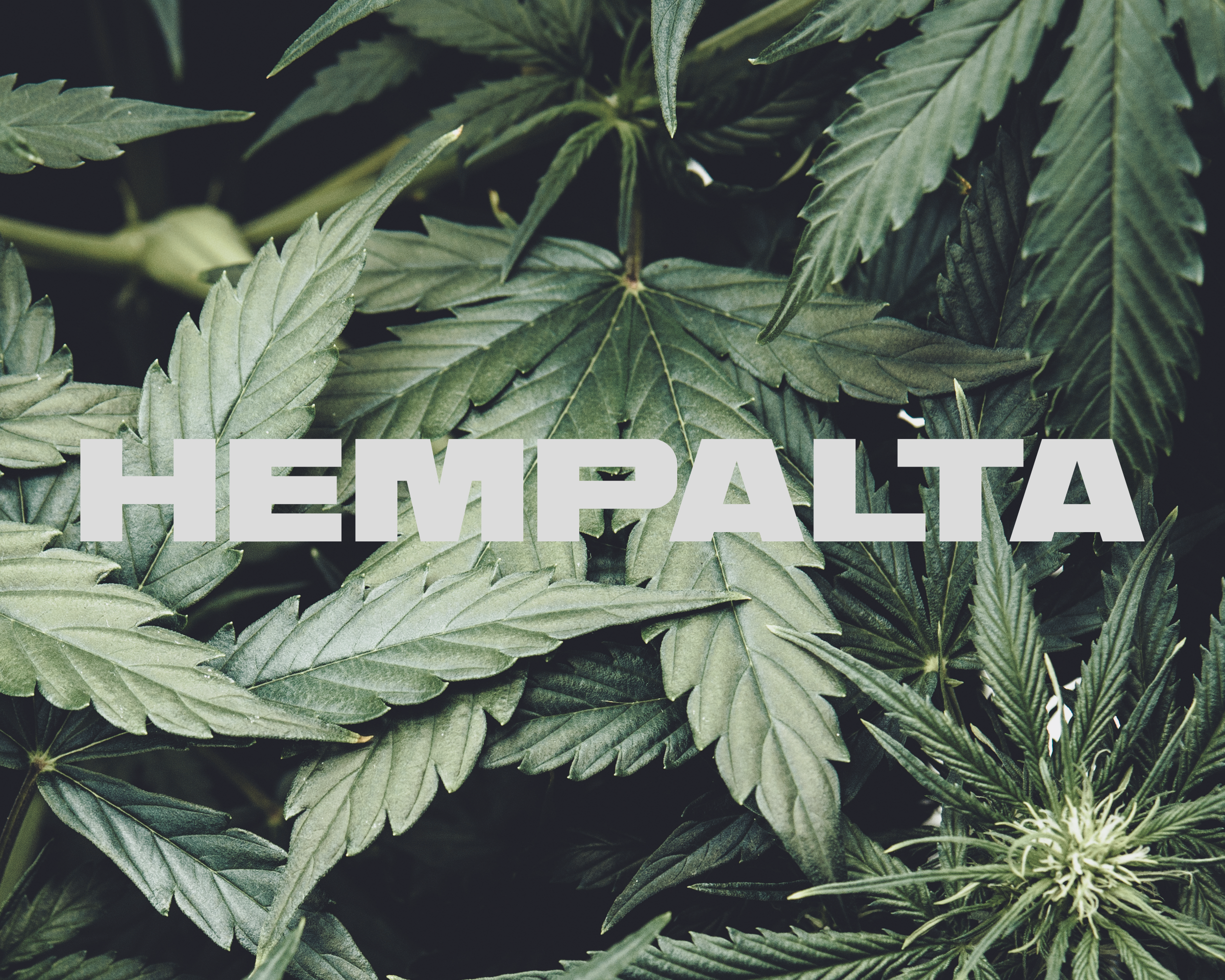 Hempalta logo on hemp plant leaves 
